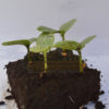 PlantFix Cyprus, Πάφος, Λεμεσός, Λάρνακα, Λευκωσία, Κύπρος, πρωτογενής τομέας κύπρος, παγκύπρια εξυπηρέτηση, γεωπονική υπηρεσία, γεωπονία κύπρος, φυτοφάρμακα κύπρος, συμβουλές προς γεωργούς, συντήρηση κήπων, φυτοπροστασία κύπρος, μυκητοκτόνα, εντομοκτόνα, ζιζανιοκτόνα, ακαρεοκτόνα, ορμόνες, περιποίηση κήπου, συντήρηση φυτών, εσπεριδοειδή, αμπελοκαλλιέργειες, πατατοπαραγωγή, λιπάσματα, θρέψη, κοκκώδη λιπάσματα, κρυσταλλικά λιπάσματα, υγρά λιπάσματα, εδαφοβελτιωτικά, σπόροι καλλιέργεια, θερμοκήπια, δημόσια υγεία, βιολογικά προϊόντα, γεωργικά εφόδια, εργαλεία αγρού, εργαλεία κήπου, ψαλίδια κηπουρού, πριόνια κήπου, μαχαίρια κήπου, εμβολιαστήρια, συντήρηση κήπου, εξαρτήματα άρδευσης, άρδευση χωράφι, παγίδες εντόμων, απωθητικά ζιζανίων, είδη προστασίας δέντρων, είδη συσκευασίας γεωργικών προϊόντων, δίχτυα σκίασης, δίχτυ αναρρίχησης φυτών, αντιχαλαζικά δίχτυα, δίχτυα ελαιοσυλλογής, δίχτυ προστασίας από πουλιά, αντιπαγετικά δίχτυα, εντομόστεγες, δίχτυ περίφραξης, δίχτυα αθλητικών χώρων, χορτοδεσία, σχοινιά, σπάγγοι, είδη κτηνοτροφίας, πετ σοπ, pet shop, φροντίδα σκύλων γάτων, pafos, paphos, limassol, nicosia, larnaca, larnaka, ποτίστρες, ταΐστρες, περιλαίμια σκύλων, κολάνια γάτων, οδηγοί σκύλων, γάντζοι, σκυλλοτροφές, ζωοτροφές, μικροεργαλεία χειρός, αναλώσιμα, εξαρτήματα, γάντια, μάσκες, αλυσίδες, ταινίες, σπρέι, σακούλες, μουσαμάδες, φυτοχώματα, ψεκαστικά, είδη συσκευασίας τροφίμων, συμβουλές προς γεωργούς, συμβουλευτικές υπηρεσίες, έμπειρο προσωπικό, λιανική πώληση, χονδρική πώληση, γεωργικά εφόδια, φυτοφάρμακα, λίπασμα, ασθένειες φύλλων, Barley scald, Rust desease, κορυφοξήρα, ασθένειες δέντρων καρπών, μάσκα ψεκασμού, Αλτεναρίωση, Βερτισιλλίωση, Περονόσπορος, Pythium spp, Φυτοφθόρα, Ριζοκτόνια, Φελλώδης σηψιρριζία, Σκληροτινίαση, Σκληροτίαση, Αδρομυκώσεις, Αλτερναρίωση, Βοτρύτης, Ωΐδιο, Κλαδοσπορίωση, Βακτηριακό έλκος, Βακτηριακή στιγμάτωση, Βακτηριακή κηλίδωση, Βακτηριακή μάρανση, Νέκρωση εντεριώνης, Ιός του κίτρινου καρουλίασματος των φύλλων της τομάτας, Ιός του κηλιδωτού μαρασμού της ντομάτας, Ιός του θαμνώδους νανισμού της ντομάτας, Ιός του μωσαϊκού του καπνού, Ιός του μωσαϊκού της αγγουριάς, Ιός του μωσαϊκού της ντομάτας, Ιός του ίκτερου των νεύρων της ντομάτας, Ιός Υ της πατάτας, Δάκος (Dacus oleae), Πυρηνοτρύτης (Prays oleae), Ρυγχίτης (Rhynchites cribripennis), μυκητολογικές, κυκλοκόνιο, ανθράκωση, φυτόφθορα, ψευδόκοκκος, φυλλοκνίστης, ζιζάνια, Περονόσπορος, Ωΐδιο αμπέλου, Ίσκα, Φώμοψη, Νέκρωση βραχιόνων αμπέλου, Σηψιρριζίες αμπέλου, Αδρομύκωση αμπέλου, Διάφορες μυκητολογικές ασθένειες αμπέλου, Τεφρά σήψη αμπέλου, Μυκητολογικές ασθένειες, Ιολογικές ασθένειες αμπέλου, Μολυσματικός εκφυλισμός αμπέλου, Καρούλιασμα των φύλλων αμπέλου, Βοθρίωση του ξύλου της αμπέλου, Στίξη της αμπέλου, Νέκρωση των νεύρων της αμπέλου, Γλωσσίδια ή εκφύσεις της αμπέλου, Τροφοπενίες, Ανθόπτωση - Μειωμένη καρπόδεση - Ανισορραγία, Ζημιές από χαμηλές και υψηλές θερμοκρασίες, Τοξικότητες, Ξήρανση της ραχέως των βότρυων, Προκαρυωτικές ασθένειες αμπέλου, Βακτηριακή νέκρωση, Καρκίνος, Ίκτερος, Ασθένεια Pierce, Σκληρωτινίαση, ∆ακτυλιωτή σήψη, Καστανή σήψη, Μελάνωση λαιµού, Καρούλιασμα φύλλων, Ράβδωση πατάτας, Μωσαϊκό, Κοίλη καρδιά, Ρήξη κονδύλων, Κονδυλοποίηση φύτρων, Ηλιακά εγκαύματα, Πρασίνισμα κονδύλων, Ζημιές από ψύξη κονδύλων, φυτοπροστασία χωρίς χημικά φυτοφάρμακα, βιοδυναμικα σκευασματα, βιοδυναμική καλλιέργεια, φυτοπροστασία ελιάς αμπελιού ροδιάς πατάτας, βιολογικές καλλιέργειες επιδοτήσεις, ανάπτυξη βιολογικής γεωργίας, εξυπηρέτηση σε όλες τις πόλεις, άρτια εκπαιδευμένοι γεωπόνοι, προϊόντα θρέψης, επαγγελματίες γεωργοί, ερασιτέχνης παραγωγός, ποιοτικά σκευάσματα, φυτοπαθολογικά προβλήματα, στολές εργασίας, Hyundai, INGCO, λύπανση τριανταφυλλιάς, gemma, europa mangimi, rekyva, saula, Avedo, eurodrip, hellagro