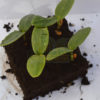 PlantFix Cyprus, Πάφος, Λεμεσός, Λάρνακα, Λευκωσία, Κύπρος, πρωτογενής τομέας κύπρος, παγκύπρια εξυπηρέτηση, γεωπονική υπηρεσία, γεωπονία κύπρος, φυτοφάρμακα κύπρος, συμβουλές προς γεωργούς, συντήρηση κήπων, φυτοπροστασία κύπρος, μυκητοκτόνα, εντομοκτόνα, ζιζανιοκτόνα, ακαρεοκτόνα, ορμόνες, περιποίηση κήπου, συντήρηση φυτών, εσπεριδοειδή, αμπελοκαλλιέργειες, πατατοπαραγωγή, λιπάσματα, θρέψη, κοκκώδη λιπάσματα, κρυσταλλικά λιπάσματα, υγρά λιπάσματα, εδαφοβελτιωτικά, σπόροι καλλιέργεια, θερμοκήπια, δημόσια υγεία, βιολογικά προϊόντα, γεωργικά εφόδια, εργαλεία αγρού, εργαλεία κήπου, ψαλίδια κηπουρού, πριόνια κήπου, μαχαίρια κήπου, εμβολιαστήρια, συντήρηση κήπου, εξαρτήματα άρδευσης, άρδευση χωράφι, παγίδες εντόμων, απωθητικά ζιζανίων, είδη προστασίας δέντρων, είδη συσκευασίας γεωργικών προϊόντων, δίχτυα σκίασης, δίχτυ αναρρίχησης φυτών, αντιχαλαζικά δίχτυα, δίχτυα ελαιοσυλλογής, δίχτυ προστασίας από πουλιά, αντιπαγετικά δίχτυα, εντομόστεγες, δίχτυ περίφραξης, δίχτυα αθλητικών χώρων, χορτοδεσία, σχοινιά, σπάγγοι, είδη κτηνοτροφίας, πετ σοπ, pet shop, φροντίδα σκύλων γάτων, pafos, paphos, limassol, nicosia, larnaca, larnaka, ποτίστρες, ταΐστρες, περιλαίμια σκύλων, κολάνια γάτων, οδηγοί σκύλων, γάντζοι, σκυλλοτροφές, ζωοτροφές, μικροεργαλεία χειρός, αναλώσιμα, εξαρτήματα, γάντια, μάσκες, αλυσίδες, ταινίες, σπρέι, σακούλες, μουσαμάδες, φυτοχώματα, ψεκαστικά, είδη συσκευασίας τροφίμων, συμβουλές προς γεωργούς, συμβουλευτικές υπηρεσίες, έμπειρο προσωπικό, λιανική πώληση, χονδρική πώληση, γεωργικά εφόδια, φυτοφάρμακα, λίπασμα, ασθένειες φύλλων, Barley scald, Rust desease, κορυφοξήρα, ασθένειες δέντρων καρπών, μάσκα ψεκασμού, Αλτεναρίωση, Βερτισιλλίωση, Περονόσπορος, Pythium spp, Φυτοφθόρα, Ριζοκτόνια, Φελλώδης σηψιρριζία, Σκληροτινίαση, Σκληροτίαση, Αδρομυκώσεις, Αλτερναρίωση, Βοτρύτης, Ωΐδιο, Κλαδοσπορίωση, Βακτηριακό έλκος, Βακτηριακή στιγμάτωση, Βακτηριακή κηλίδωση, Βακτηριακή μάρανση, Νέκρωση εντεριώνης, Ιός του κίτρινου καρουλίασματος των φύλλων της τομάτας, Ιός του κηλιδωτού μαρασμού της ντομάτας, Ιός του θαμνώδους νανισμού της ντομάτας, Ιός του μωσαϊκού του καπνού, Ιός του μωσαϊκού της αγγουριάς, Ιός του μωσαϊκού της ντομάτας, Ιός του ίκτερου των νεύρων της ντομάτας, Ιός Υ της πατάτας, Δάκος (Dacus oleae), Πυρηνοτρύτης (Prays oleae), Ρυγχίτης (Rhynchites cribripennis), μυκητολογικές, κυκλοκόνιο, ανθράκωση, φυτόφθορα, ψευδόκοκκος, φυλλοκνίστης, ζιζάνια, Περονόσπορος, Ωΐδιο αμπέλου, Ίσκα, Φώμοψη, Νέκρωση βραχιόνων αμπέλου, Σηψιρριζίες αμπέλου, Αδρομύκωση αμπέλου, Διάφορες μυκητολογικές ασθένειες αμπέλου, Τεφρά σήψη αμπέλου, Μυκητολογικές ασθένειες, Ιολογικές ασθένειες αμπέλου, Μολυσματικός εκφυλισμός αμπέλου, Καρούλιασμα των φύλλων αμπέλου, Βοθρίωση του ξύλου της αμπέλου, Στίξη της αμπέλου, Νέκρωση των νεύρων της αμπέλου, Γλωσσίδια ή εκφύσεις της αμπέλου, Τροφοπενίες, Ανθόπτωση - Μειωμένη καρπόδεση - Ανισορραγία, Ζημιές από χαμηλές και υψηλές θερμοκρασίες, Τοξικότητες, Ξήρανση της ραχέως των βότρυων, Προκαρυωτικές ασθένειες αμπέλου, Βακτηριακή νέκρωση, Καρκίνος, Ίκτερος, Ασθένεια Pierce, Σκληρωτινίαση, ∆ακτυλιωτή σήψη, Καστανή σήψη, Μελάνωση λαιµού, Καρούλιασμα φύλλων, Ράβδωση πατάτας, Μωσαϊκό, Κοίλη καρδιά, Ρήξη κονδύλων, Κονδυλοποίηση φύτρων, Ηλιακά εγκαύματα, Πρασίνισμα κονδύλων, Ζημιές από ψύξη κονδύλων, φυτοπροστασία χωρίς χημικά φυτοφάρμακα, βιοδυναμικα σκευασματα, βιοδυναμική καλλιέργεια, φυτοπροστασία ελιάς αμπελιού ροδιάς πατάτας, βιολογικές καλλιέργειες επιδοτήσεις, ανάπτυξη βιολογικής γεωργίας, εξυπηρέτηση σε όλες τις πόλεις, άρτια εκπαιδευμένοι γεωπόνοι, προϊόντα θρέψης, επαγγελματίες γεωργοί, ερασιτέχνης παραγωγός, ποιοτικά σκευάσματα, φυτοπαθολογικά προβλήματα, στολές εργασίας, Hyundai, INGCO, λύπανση τριανταφυλλιάς, gemma, europa mangimi, rekyva, saula, Avedo, eurodrip, hellagro