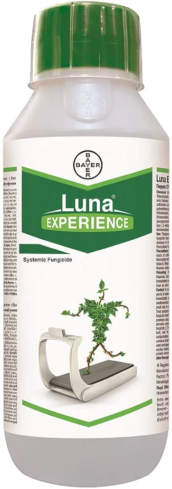 LUNA EXPERIENCE