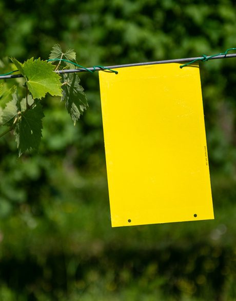 P-25017INFG-_GOLDENTRAP_PANNELLO_IN-CAMPO