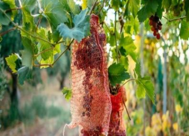 MESH BAGS WITH DRAWSTRING FOR GRAPES
